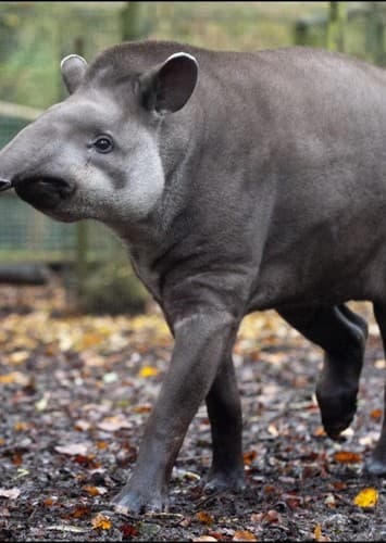 Tapir