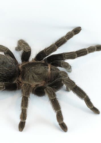 Tarantula
