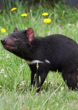 Tasmanian Devil