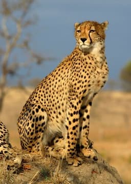 The Cheetah
