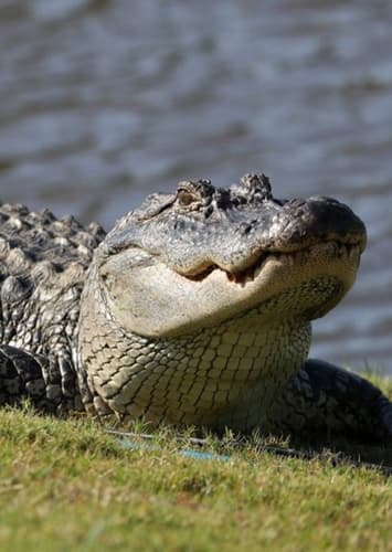 Thunder the Alligator