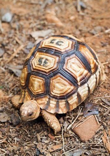 Tortoise