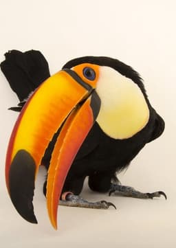 Toucan