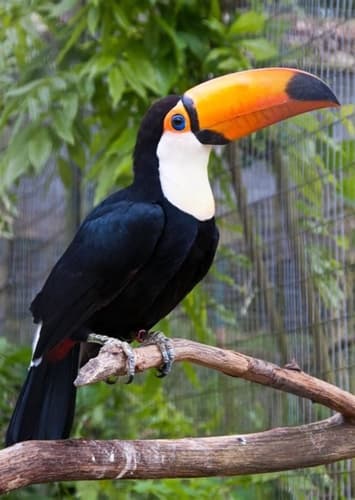 Toucan
