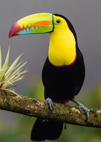 Toucan