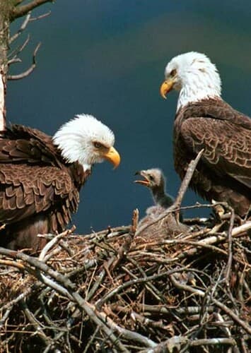Tourist Eagle Family