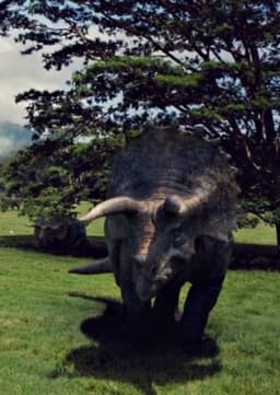 Triceratops