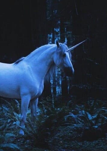 Unicorn