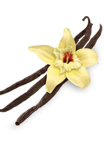 Vanilla