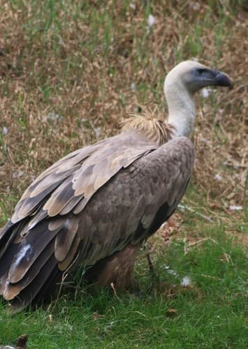 Vulture