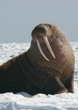 Walrus