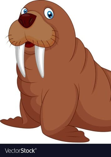 Walrus