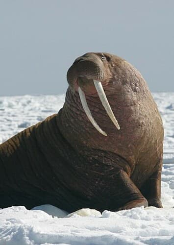Walrus