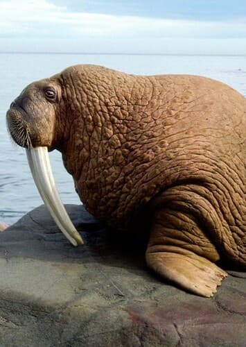 Walrus