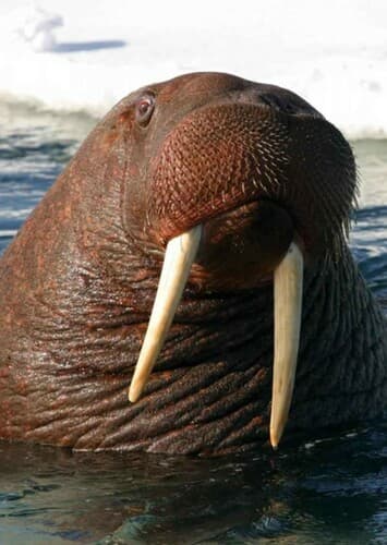 Walrus