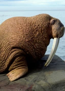 Walrus