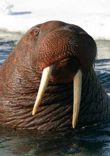 Walrus