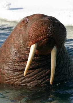 Walrus