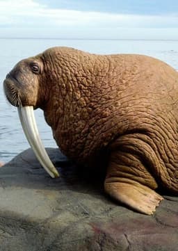Walrus