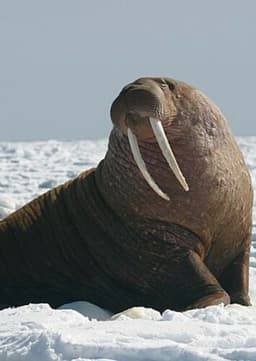 Walrus