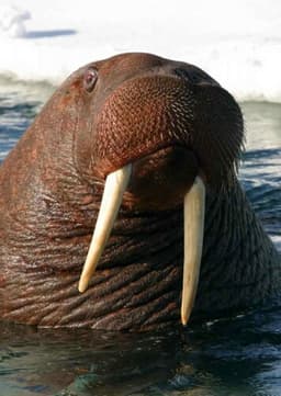 Walrus
