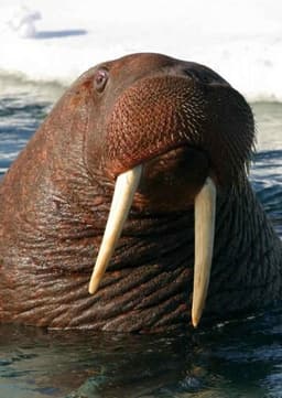 Walrus