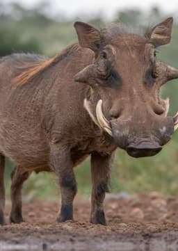 Warthog