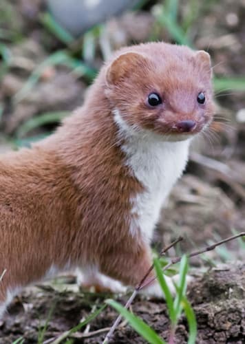 Weasel (Generic)