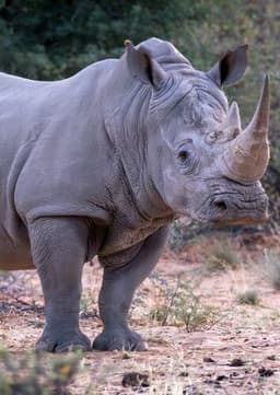 White Rhino