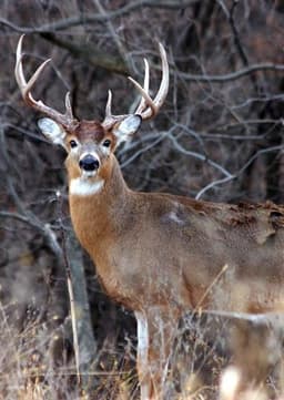 White Tailed Deer