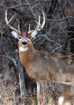 White Tailed Deer