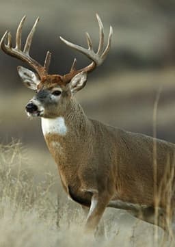 White Tailed Deer