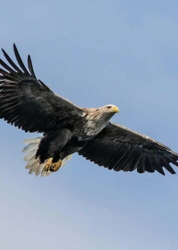 White Tailed Eagle