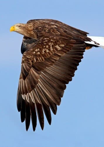White Tailed Eagle