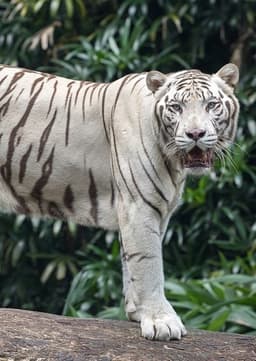 White Tiger