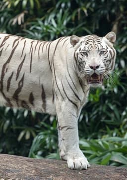 White Tiger
