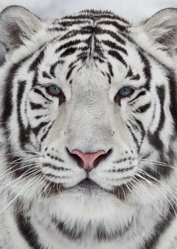 White Tiger
