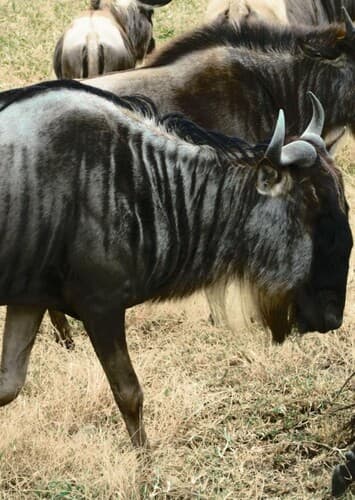 Wildebeest