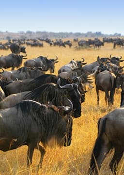 Wildebeest