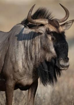Wildebeest