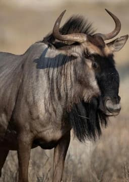 Wildebeest
