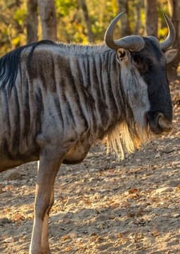 Wildebeest