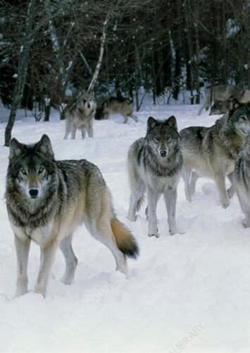 Wolves