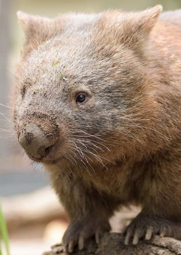 Wombat