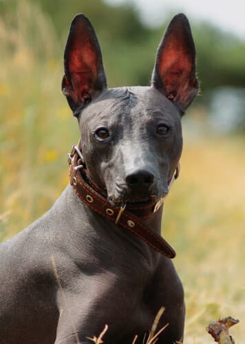 Xoloitzcuintle