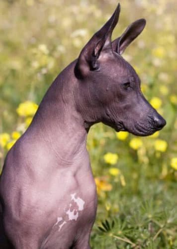 Xoloitzcuintle Dog