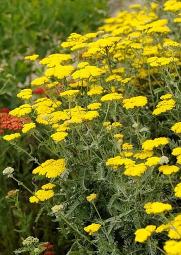Yarrow