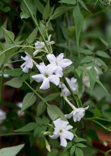 Yasmin / ياسمين