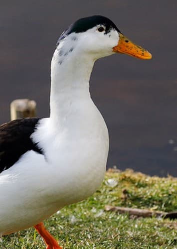 Apple the magpie duck