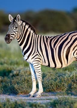 Zebra